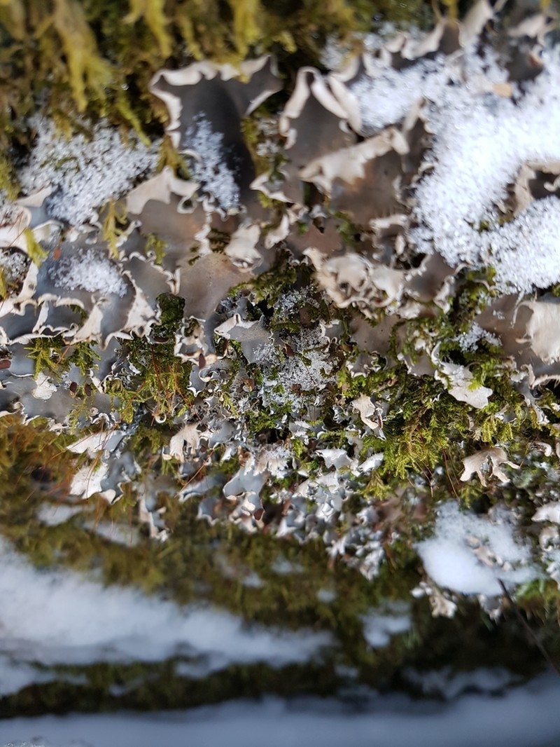Peltigera hymenina photo 5
