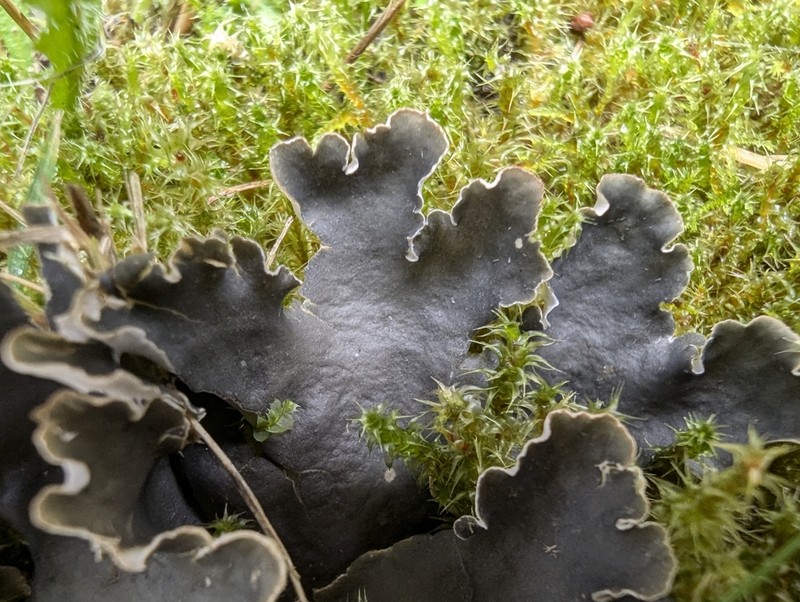 Peltigera hymenina photo 6
