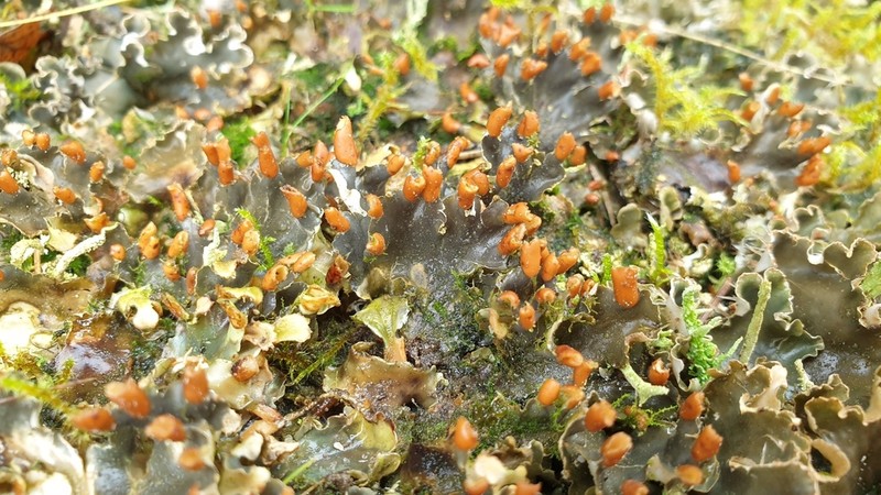 Peltigera hymenina photo 7