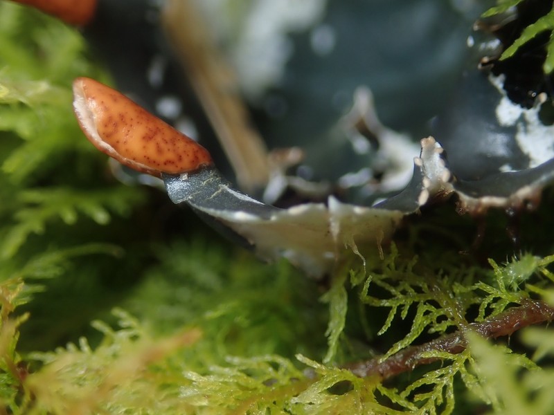 Peltigera hymenina photo 8