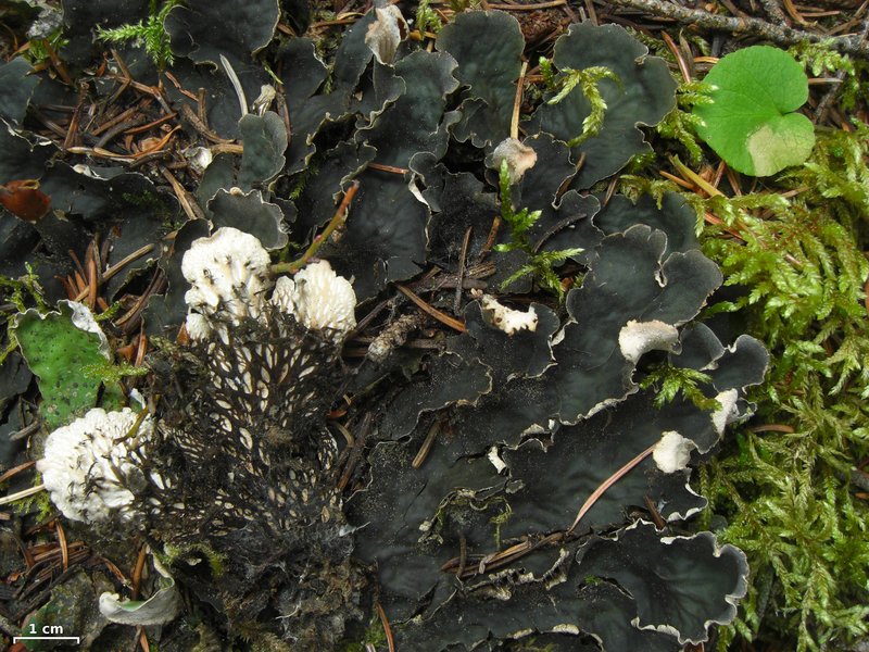 Kristinsson's Felt Lichen