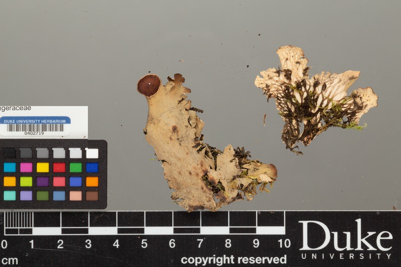 Kristinsson's Felt Lichen