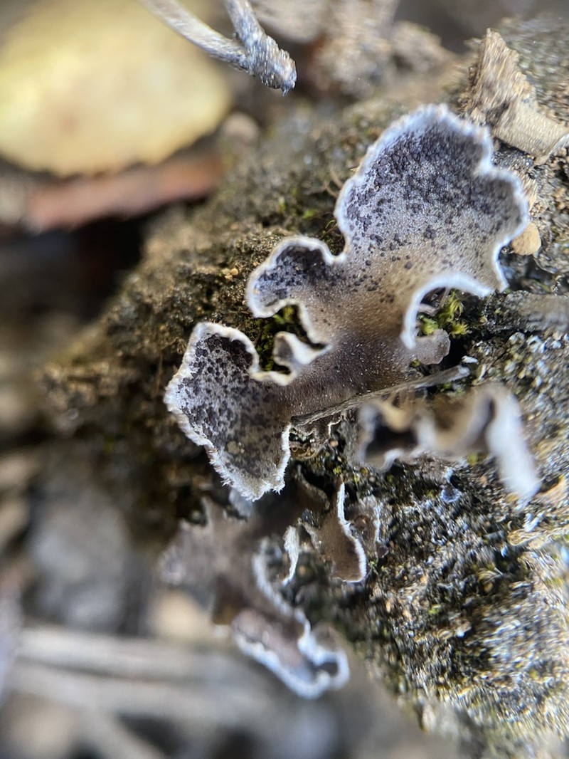 Felt Lichen photo 2