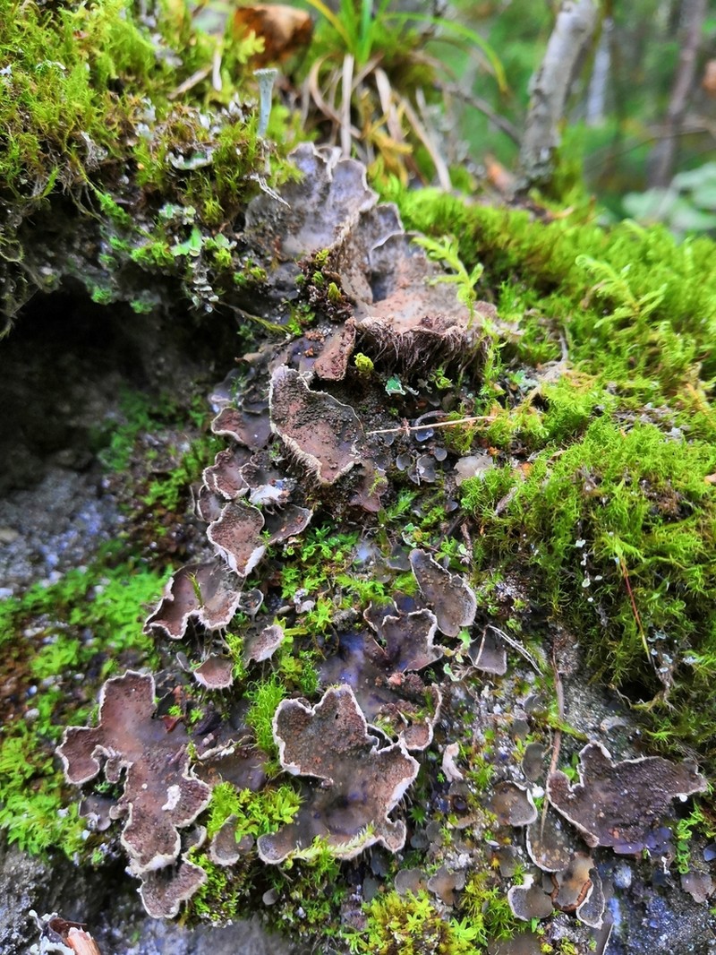 Felt Lichen photo 3