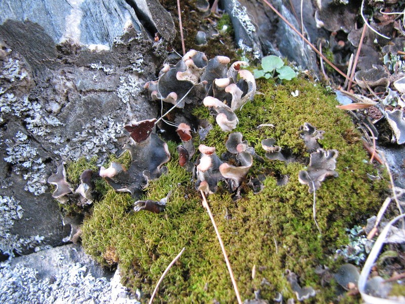 Felt Lichen photo 4