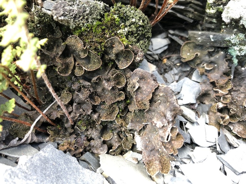 Felt Lichen photo 5