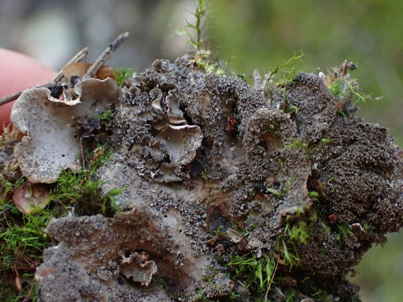 Felt Lichen photo 6