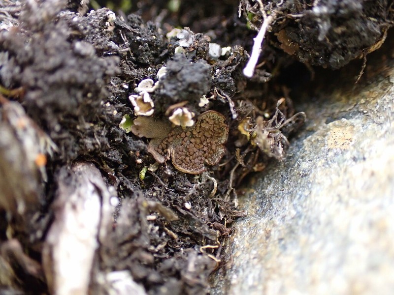 Felt Lichen photo 7