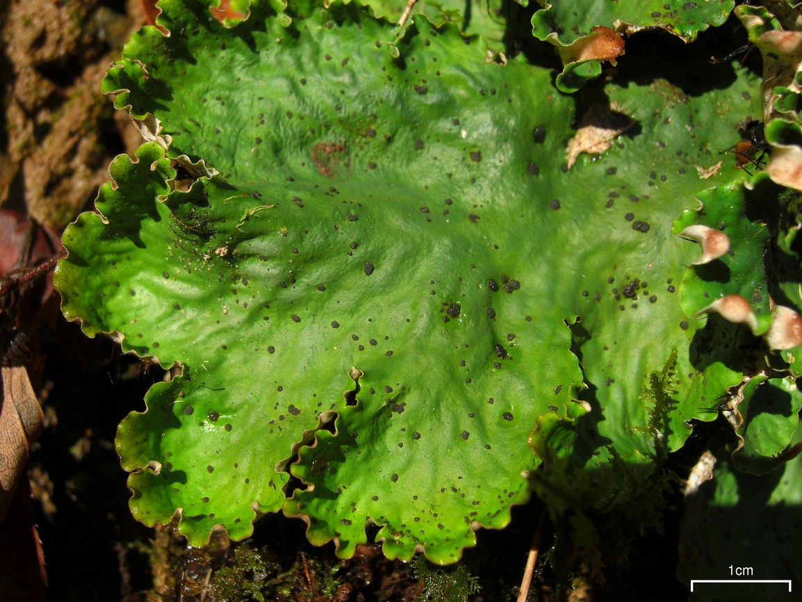 Felt Lichen photo 2