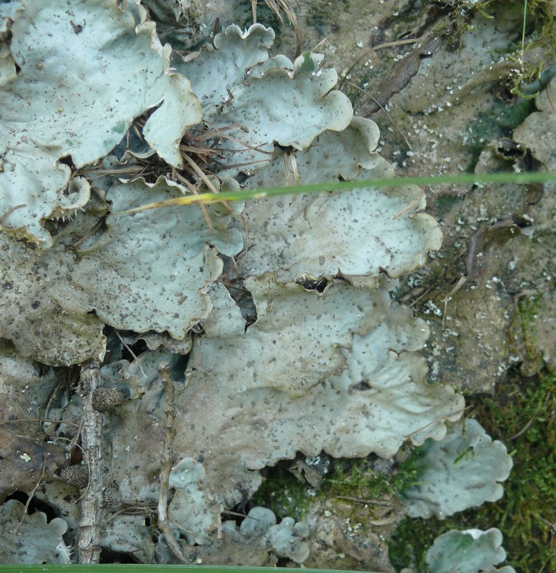 Felt Lichen photo 6