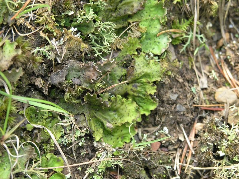 Felt Lichen photo 7