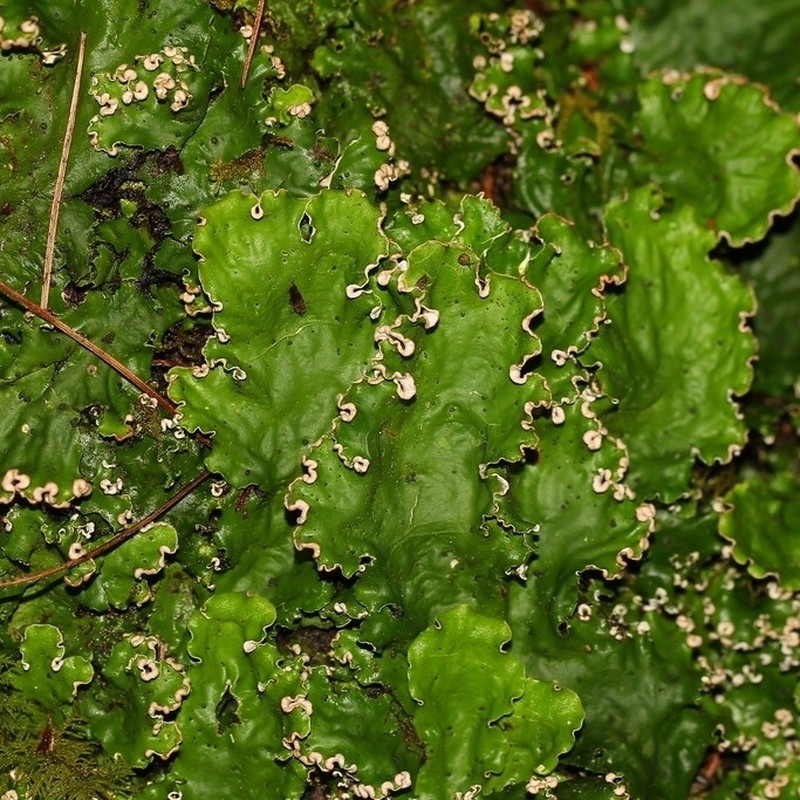 Felt Lichen photo 5