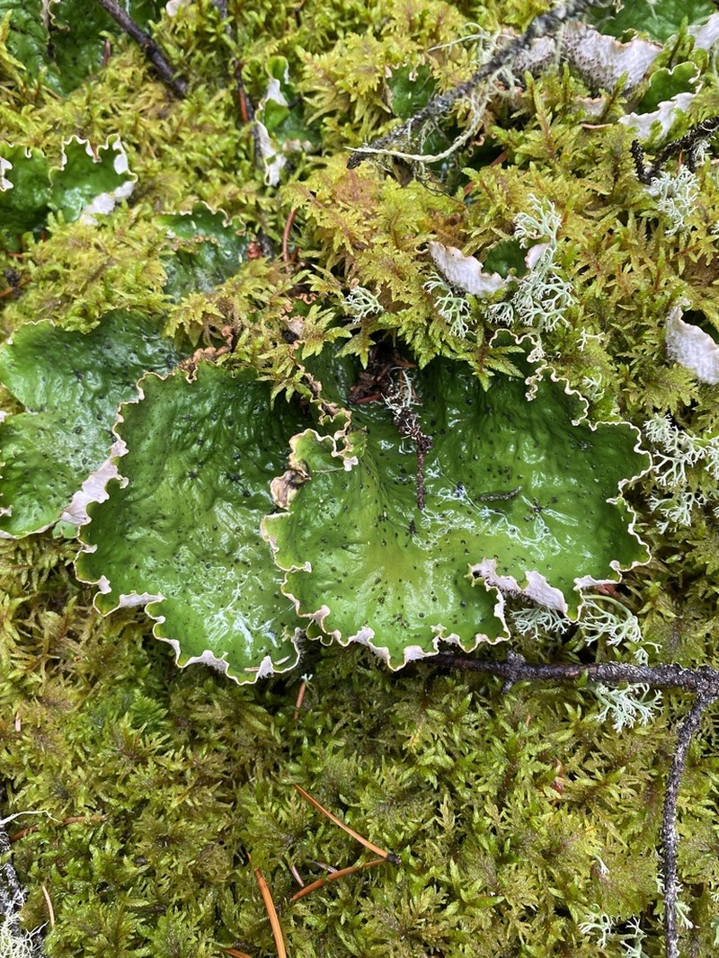 Felt Lichen photo 6
