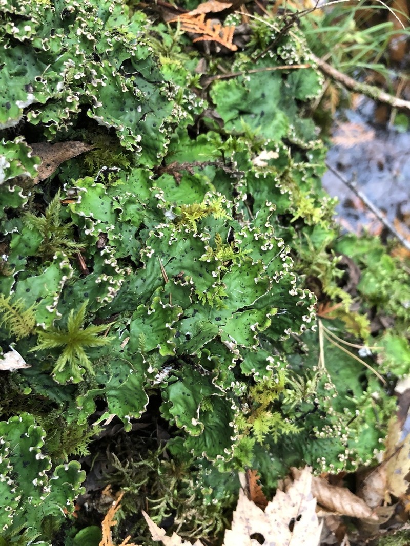 Felt Lichen photo 7