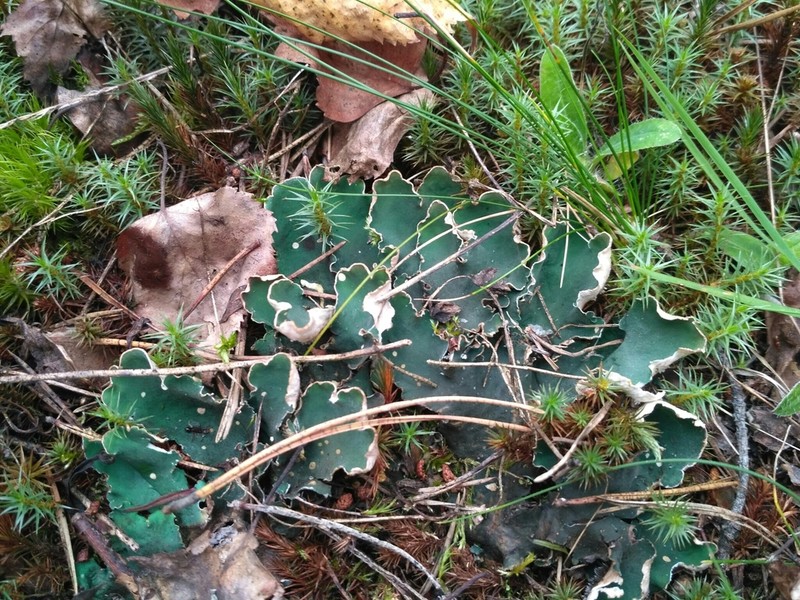Felt Lichen photo 2
