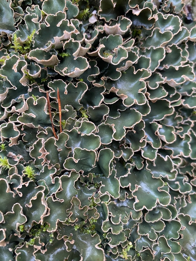 Felt Lichen photo 3