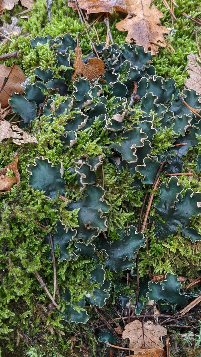 Felt Lichen photo 4