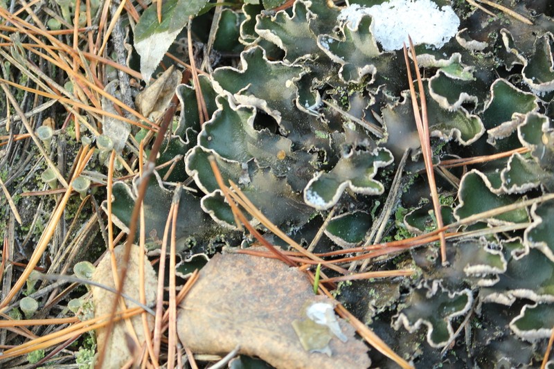 Felt Lichen photo 5