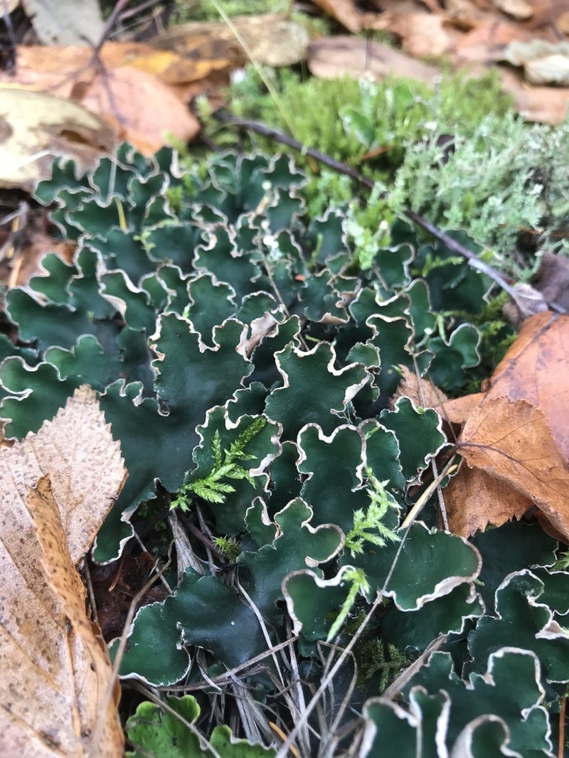 Felt Lichen photo 6