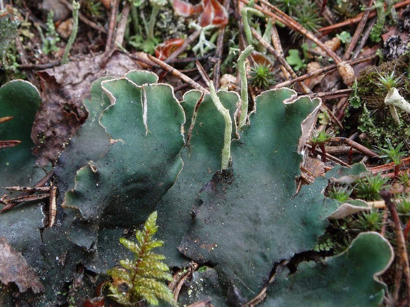 Felt Lichen photo 7
