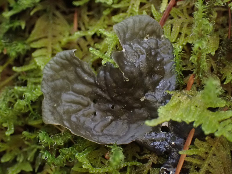 Membraneous Felt Lichen photo 2