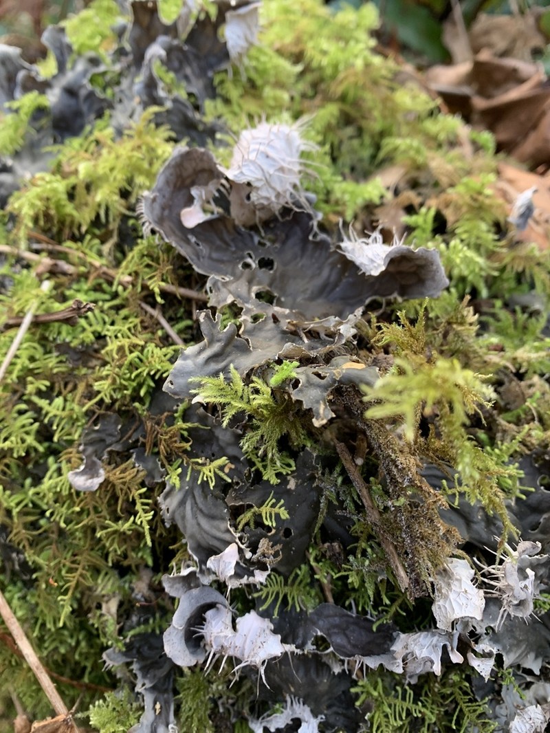 Membraneous Felt Lichen photo 3