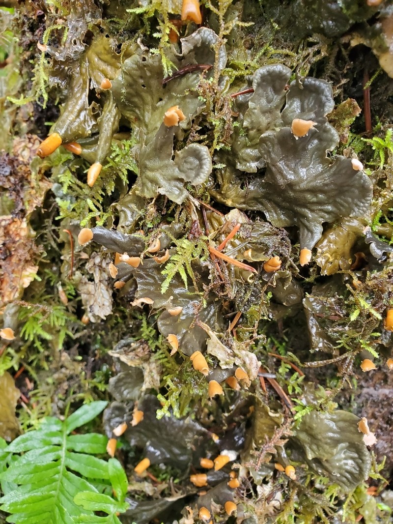 Membraneous Felt Lichen photo 4