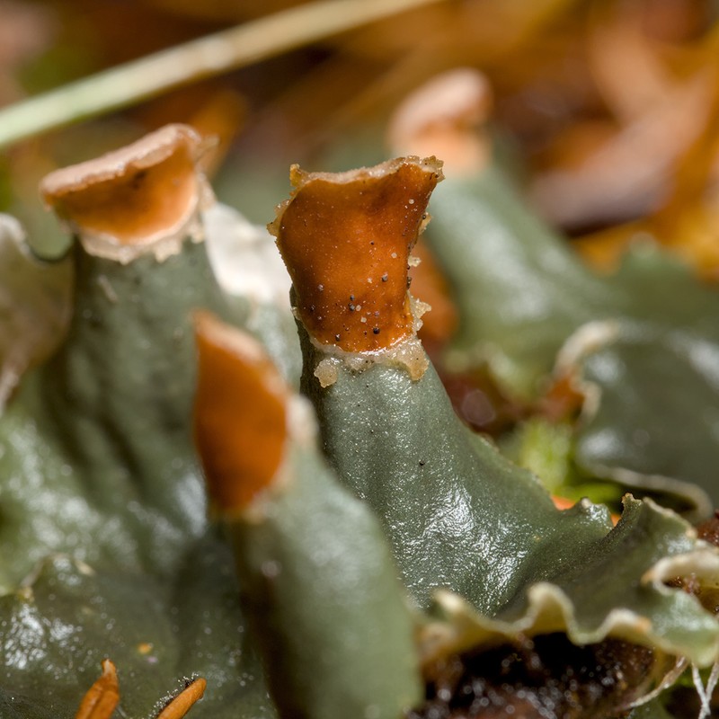 Membraneous Felt Lichen photo 5