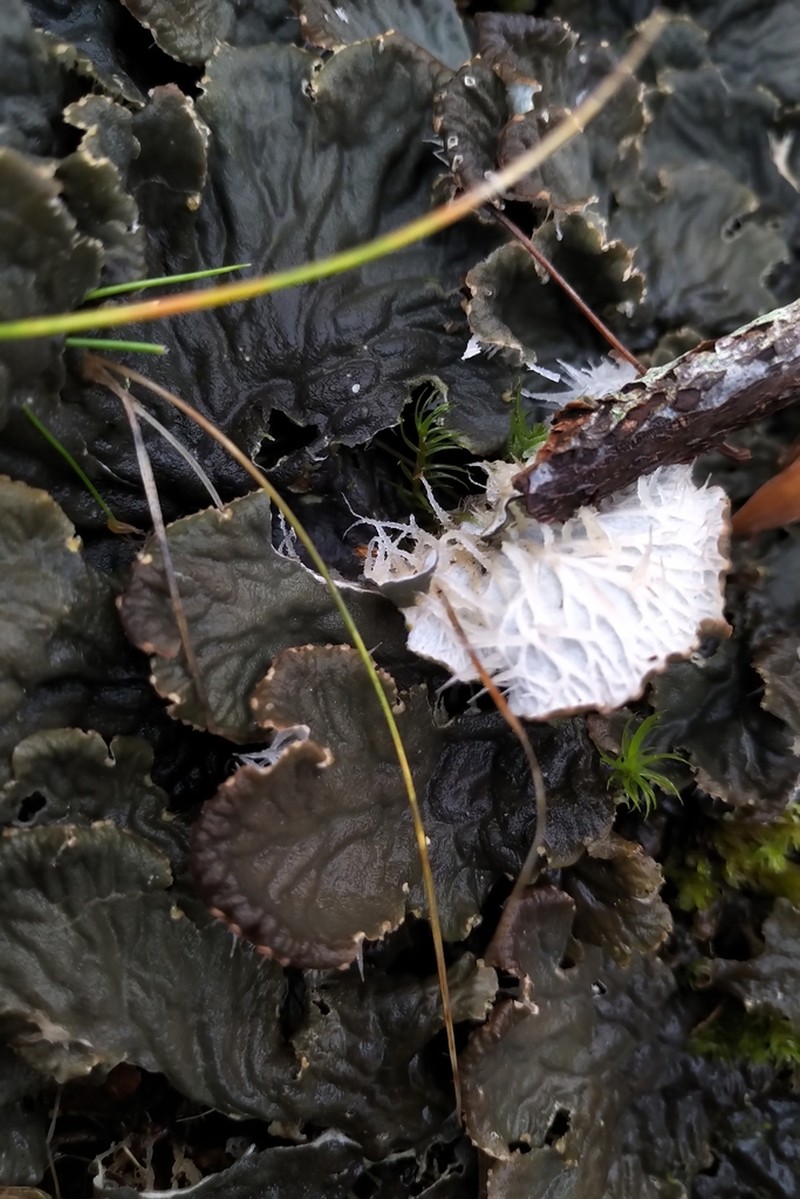 Membraneous Felt Lichen photo 6