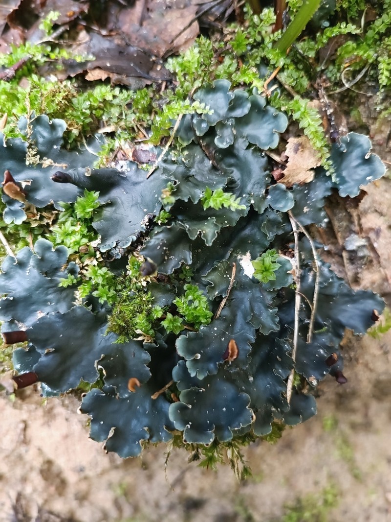 Necker's Felt Lichen photo 2