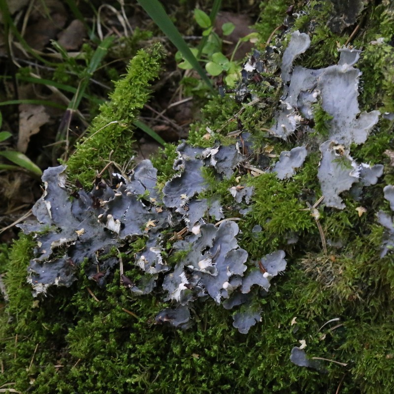 Necker's Felt Lichen photo 3