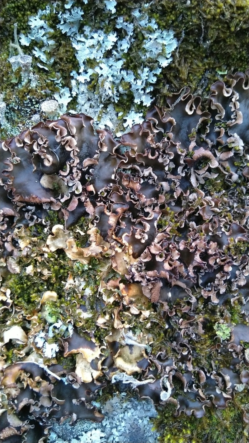 Necker's Felt Lichen photo 4