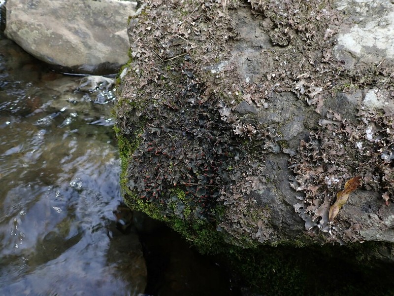Necker's Felt Lichen photo 5