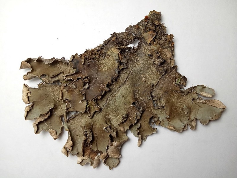 Necker's Felt Lichen photo 6