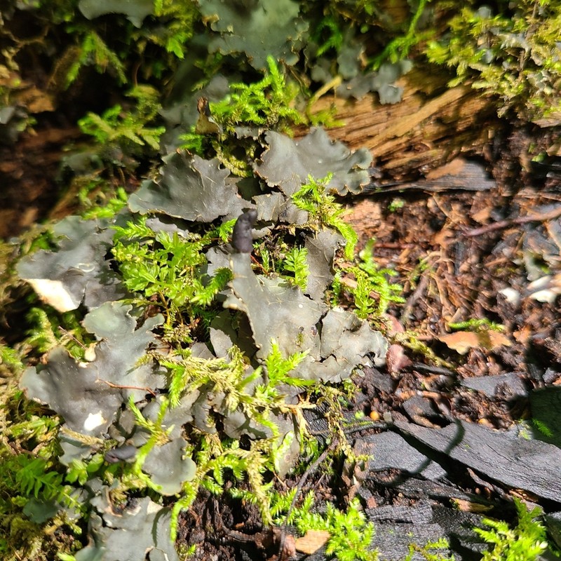 Necker's Felt Lichen photo 7