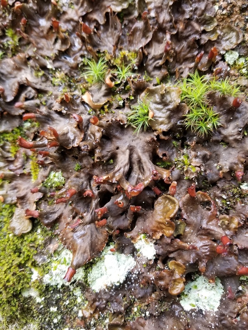 Felt Lichen