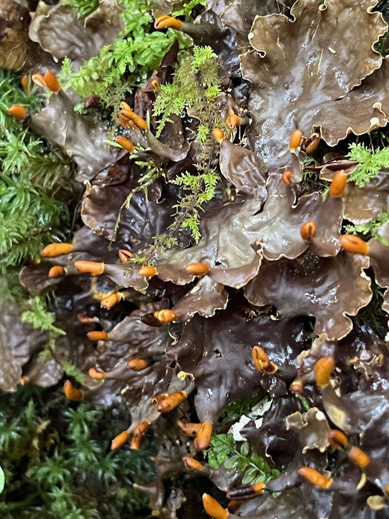 Felt Lichen photo 2