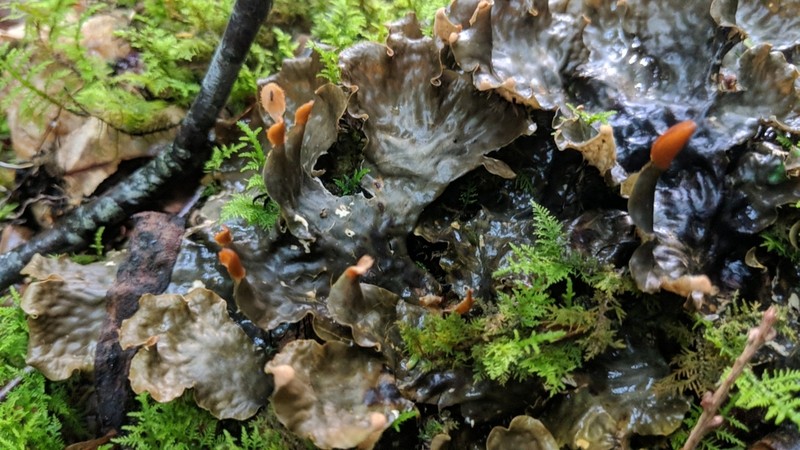 Felt Lichen photo 3