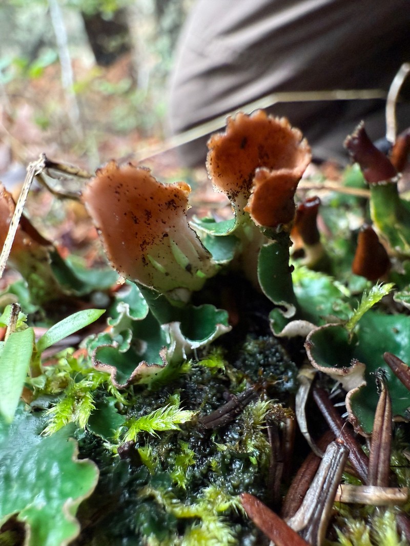 Felt Lichen photo 4