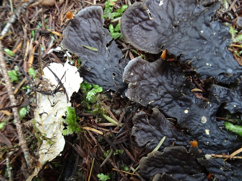 Felt Lichen photo 5