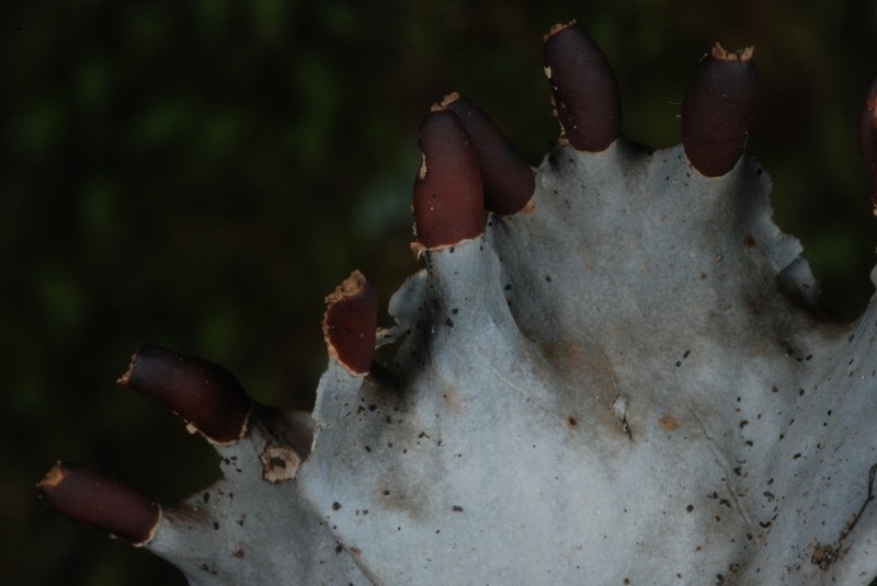 Felt Lichen photo 6