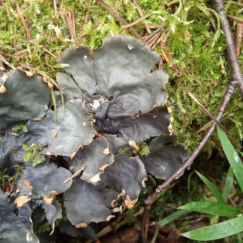Felt Lichen photo 7