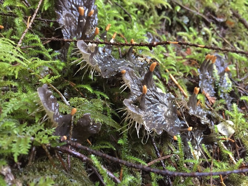 Felt Lichen photo 8