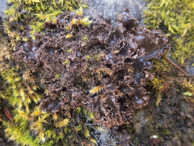 Pacific Felt Lichen