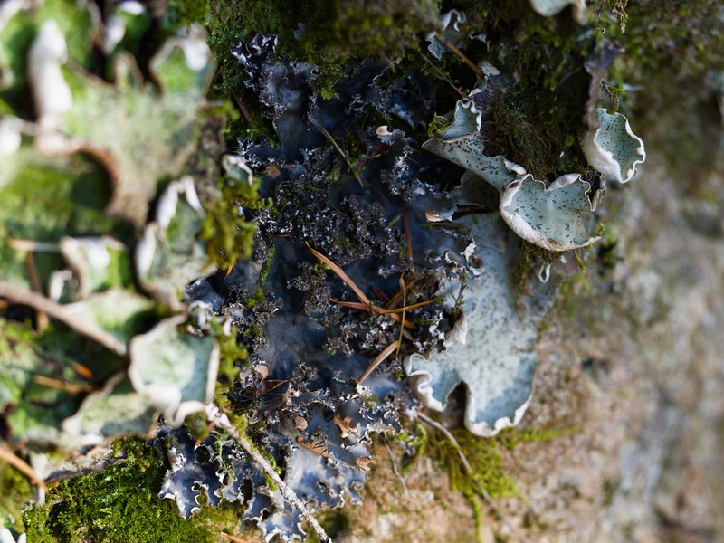 Pacific Felt Lichen photo 2