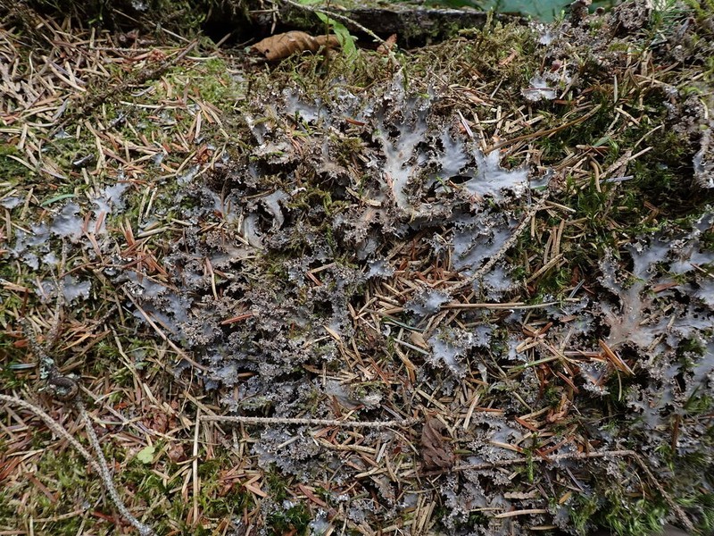 Pacific Felt Lichen photo 3