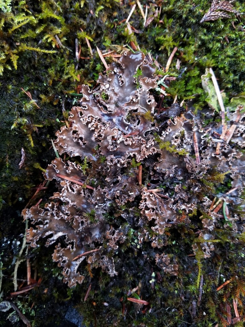 Pacific Felt Lichen photo 4