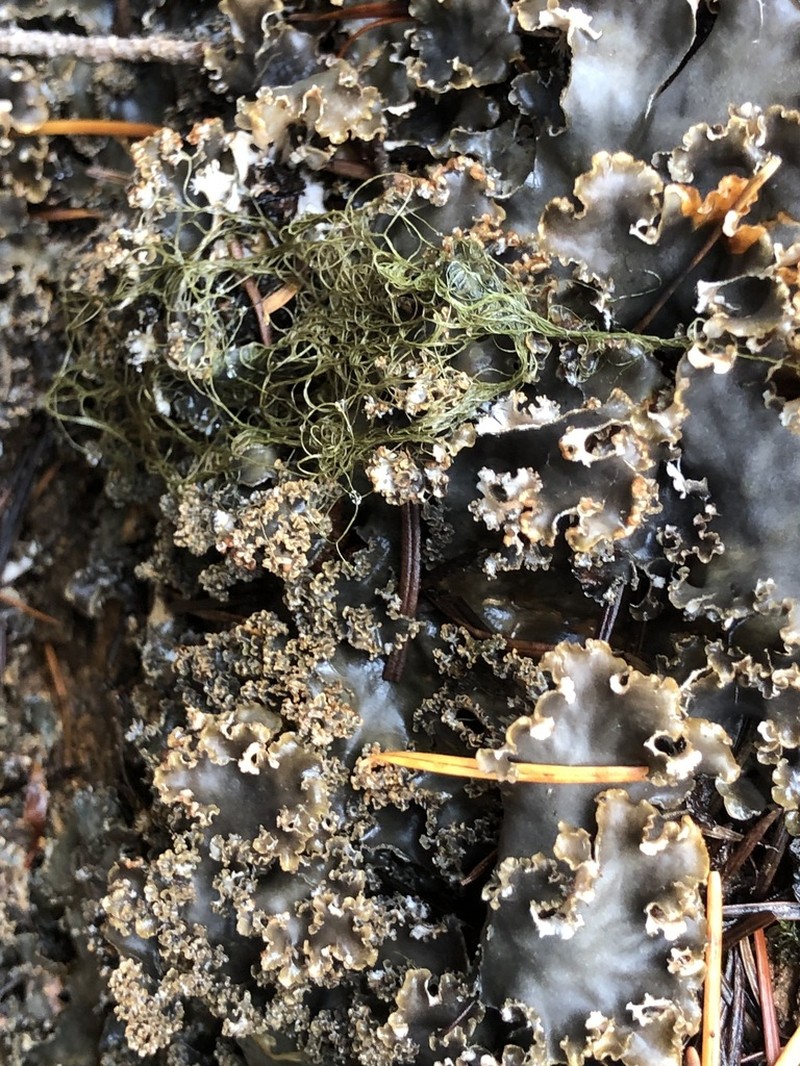 Pacific Felt Lichen photo 5