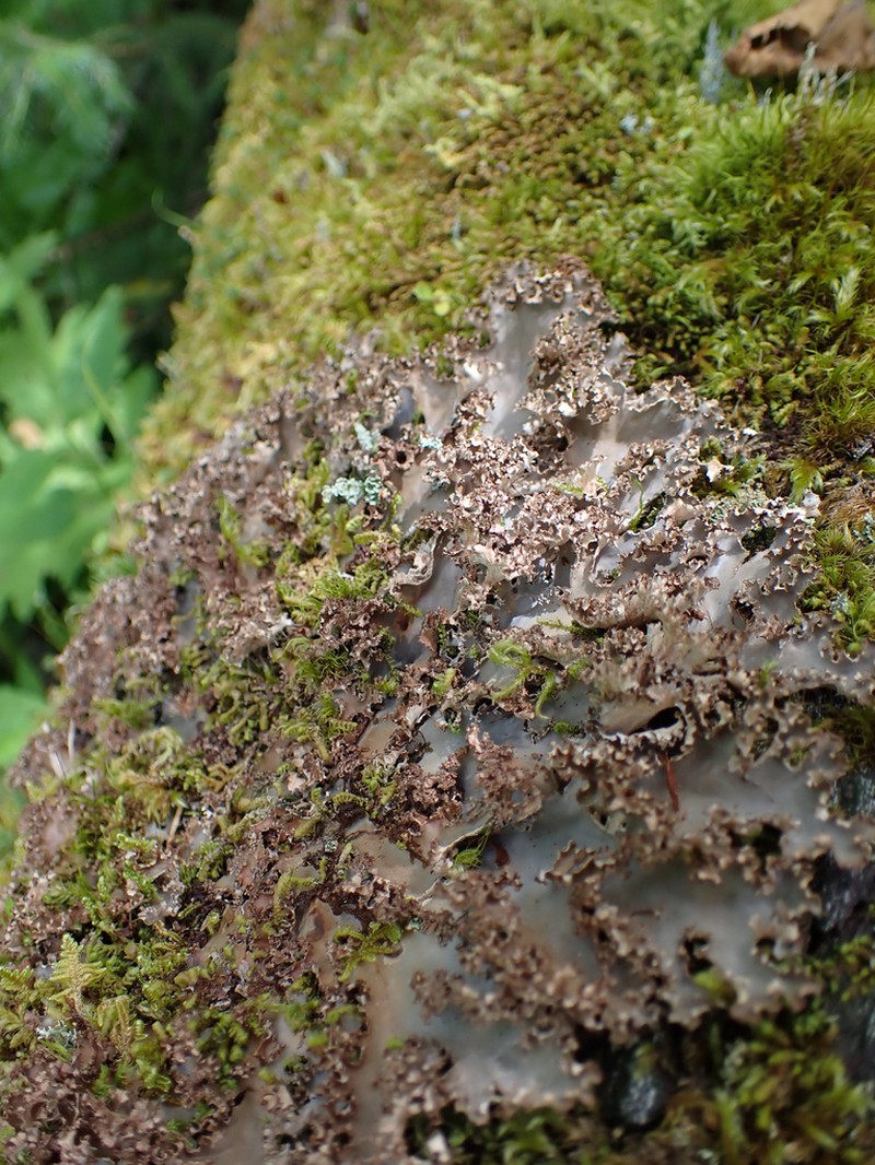Pacific Felt Lichen photo 6