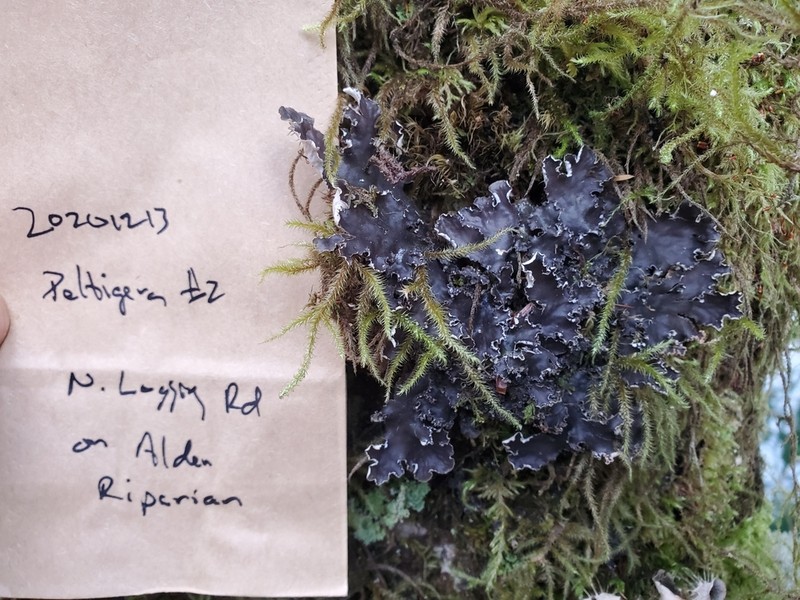 Pacific Felt Lichen photo 7